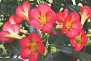 Rhododendron 'Cerise'