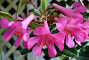 Rhododendron 'Cheeky'