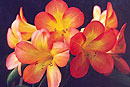 Rhododendron 'Cheerful'