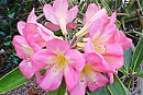 Rhododendron 'Chiffon Halo'
