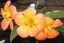 Rhododendron 'Christine Joy'