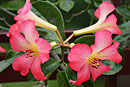 Rhododendron 'Christopher John'