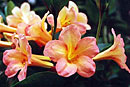 Rhododendron 'Cinnamon Pink'