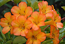 Rhododendron 'Clare Rouse'