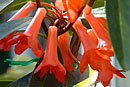 Rhododendron 'Clarion Firm'