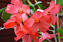 Rhododendron 'Coral Chance'