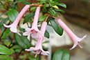 Rhododendron 'Craig Faragher'