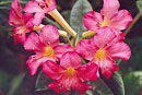 Rhododendron 'Cressy'