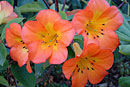 Rhododendron 'Cristo Rey'