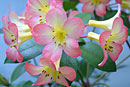 Rhododendron 'Dawn Chorus'