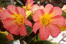 Rhododendron 'Deja Vu'