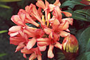 Rhododendron 'Di's Surprise'