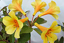 Rhododendron 'Dixie'
