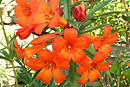 Rhododendron 'Doris Mossman'