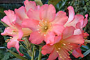 Rhododendron 'Doctor. Hermann Sleumer'