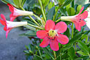 Rhododendron 'Dr. Sax'