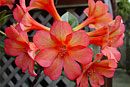 Rhododendron 'Dream Weaver'