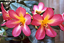 Rhododendron 'Fireflash'