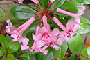 Rhododendron 'First Light'