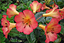Rhododendron 'Flash Harry'