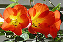 Rhododendron 'George Budgen'