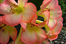 Rhododendron 'Glenn Sahara'