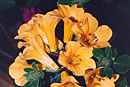 Rhododendron 'Golden Bells'