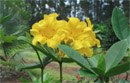 Rhododendron 'George Argent'