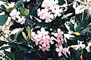 Rhododendron 'Gossamer Pink'
