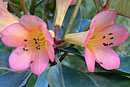 Rhododendron 'Harlequin'