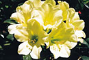Rhododendron 'Iced Primrose'