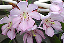Rhododendron 'Iced Spice'