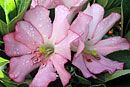 Rhododendron 'Janet Noelle'