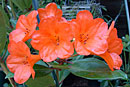 Rhododendron 'Java Light'