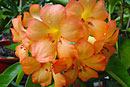 Rhododendron 'Java Odyssey'