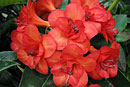 Rhododendron 'Java Rose'