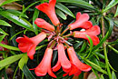 Rhododendron 'Jellybean'