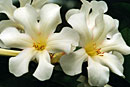 Rhododendron 'Jenzelle'