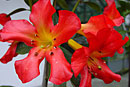 Rhododendron 'Jester'