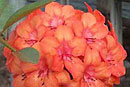 Rhododendron 'Jock's Cairn'