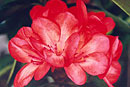 Rhododendron 'John Silver'