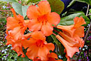 Rhododendron 'Jubilee'