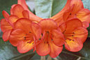 Rhododendron 'Jungle Beauty'