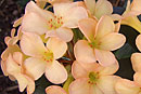 Rhododendron 'Just Peachy'