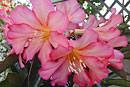 Rhododendron 'Kadam'