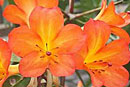 Rhododendron 'Kamrau Bay'