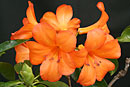 Rhododendron 'Kiandra'