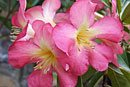 Rhododendron 'King Solomon'
