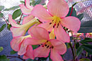 Rhododendron 'Kisses'
