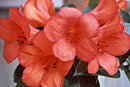Rhododendron 'Krakatoa'